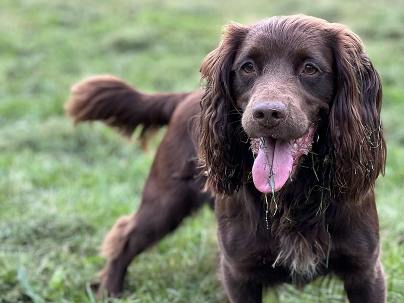 Top Three Benefits of Walking Your Dog