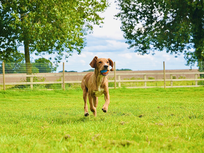 Dog Walking Park Norwich, Norfolk