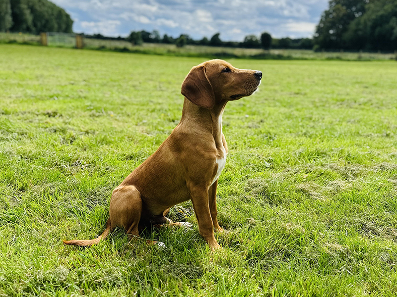 Dog Walking Park Norwich, Norfolk