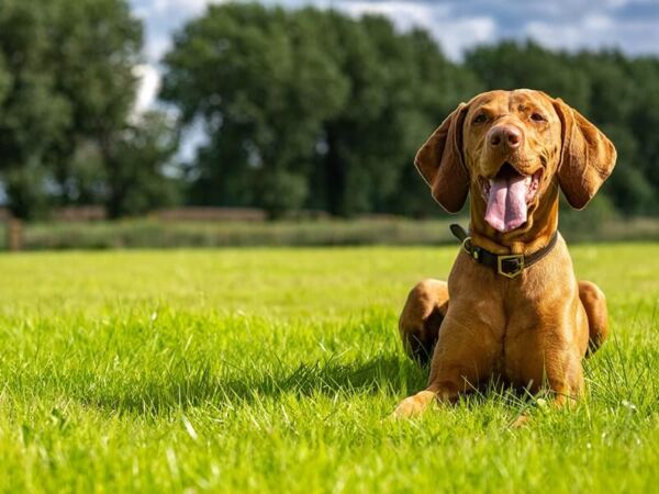 Dog Walking Park near Norwich, Norfolk - Tuttington Dog Park