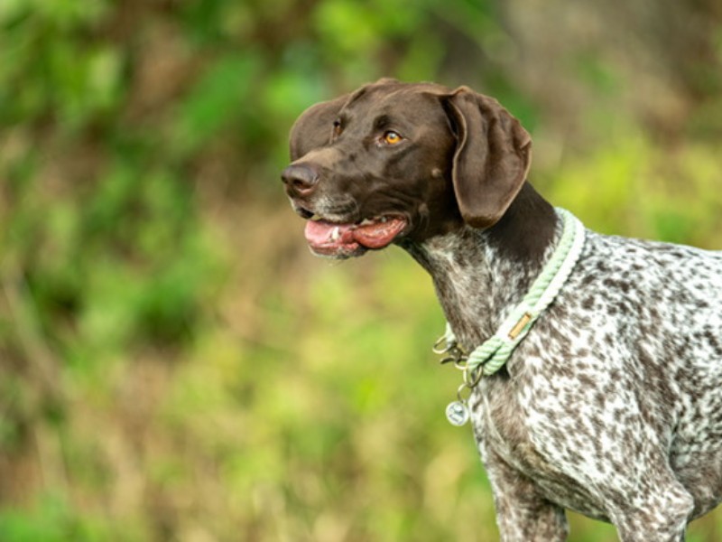 Dog Walking Park near Aylsham, North Walsham & Norwich, Norfolk