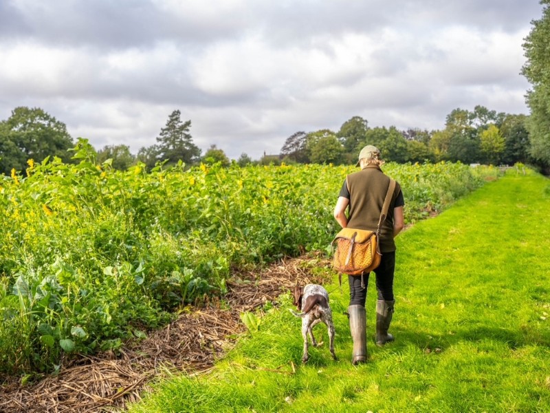 Dog Walking Park near Aylsham, North Walsham & Norwich, Norfolk
